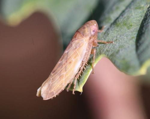 Réf. 317 667 : Deltocephalinae inconnu